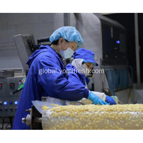 Frozen Sweet Corn Kernel Frozen Sweet Corn Kernel Manufactory